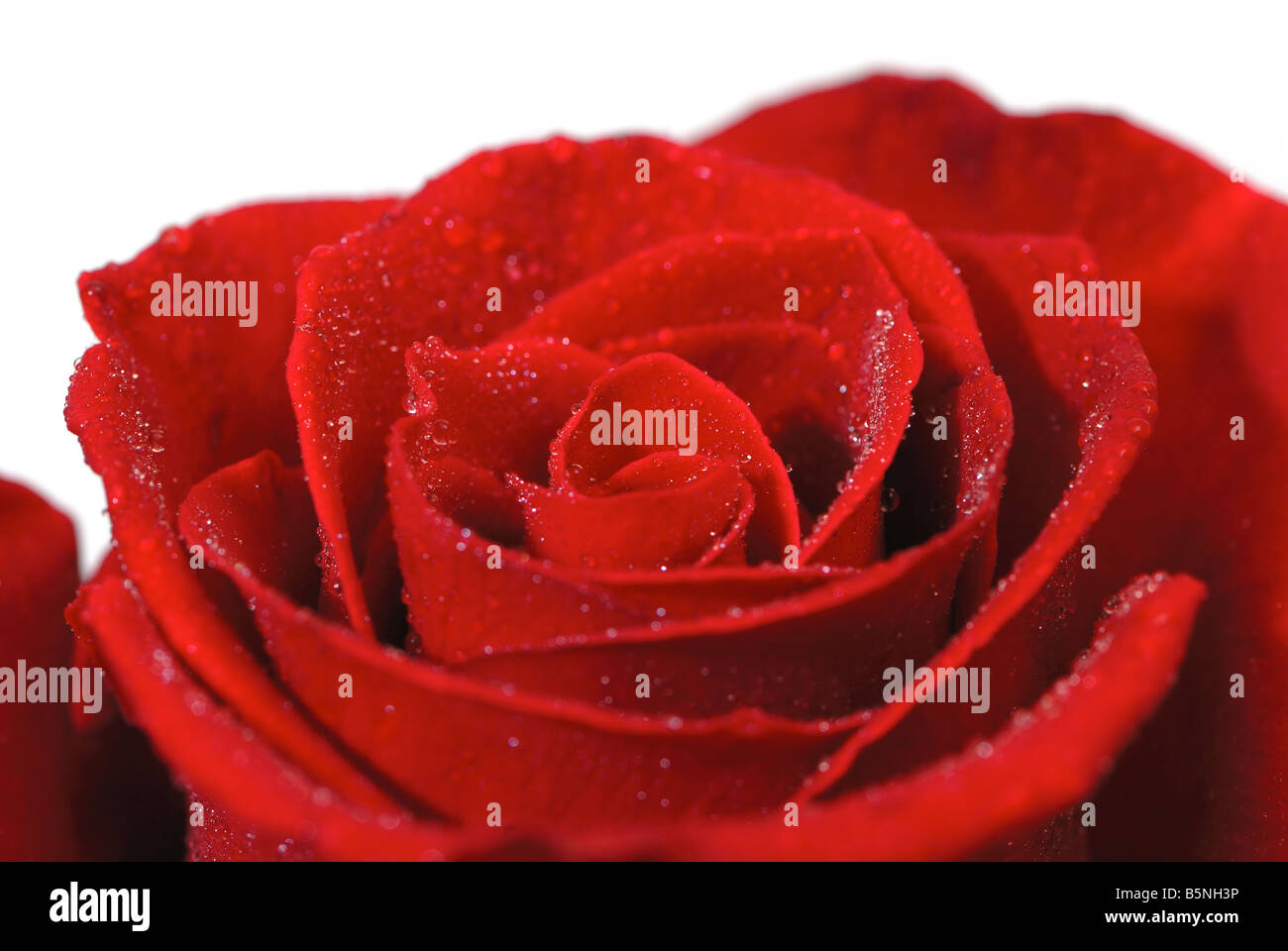 Closeup colpo di una singola rosa rossa su uno sfondo bianco Foto Stock