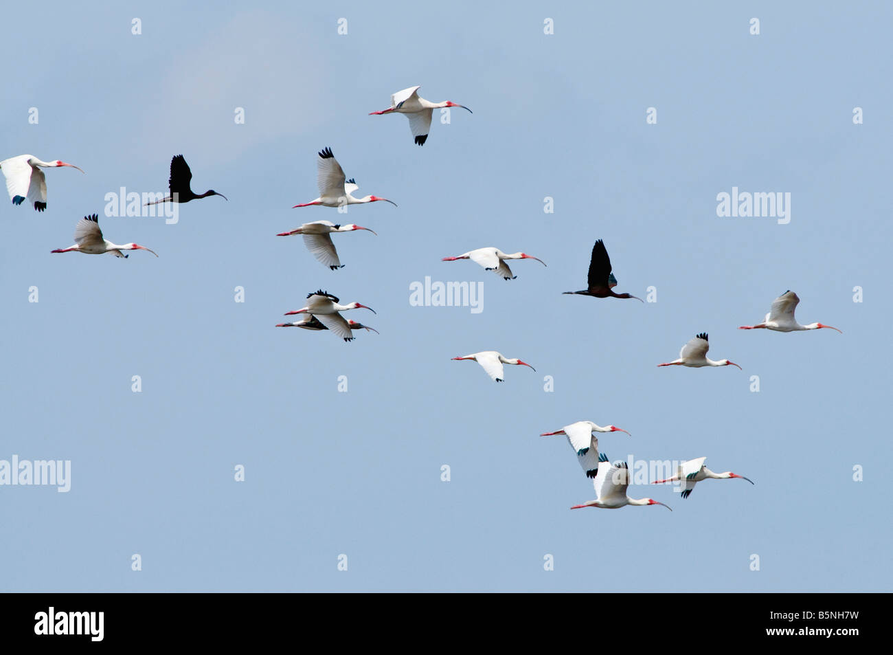 Un mix di Americano bianco ibis, Eudocimus albus, e lucida ibus Plegadis falcinellus, colore scuro, prendere il volo. Foto Stock