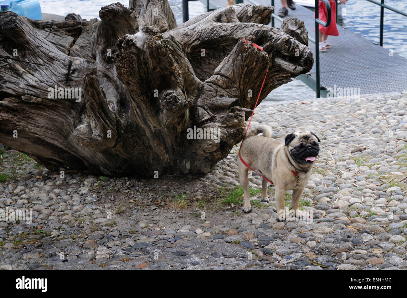 Poco Pug cane nella graziosa cittadina di Varenna sul lago di Como in Lombardia Italia Foto Stock