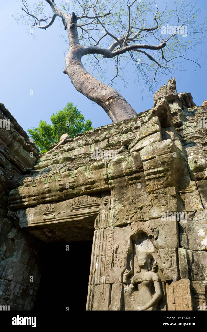 Alberi che crescono dal tetto della porta, Ta Prohm, Templi di Angkor, Cambogia, Asia Foto Stock