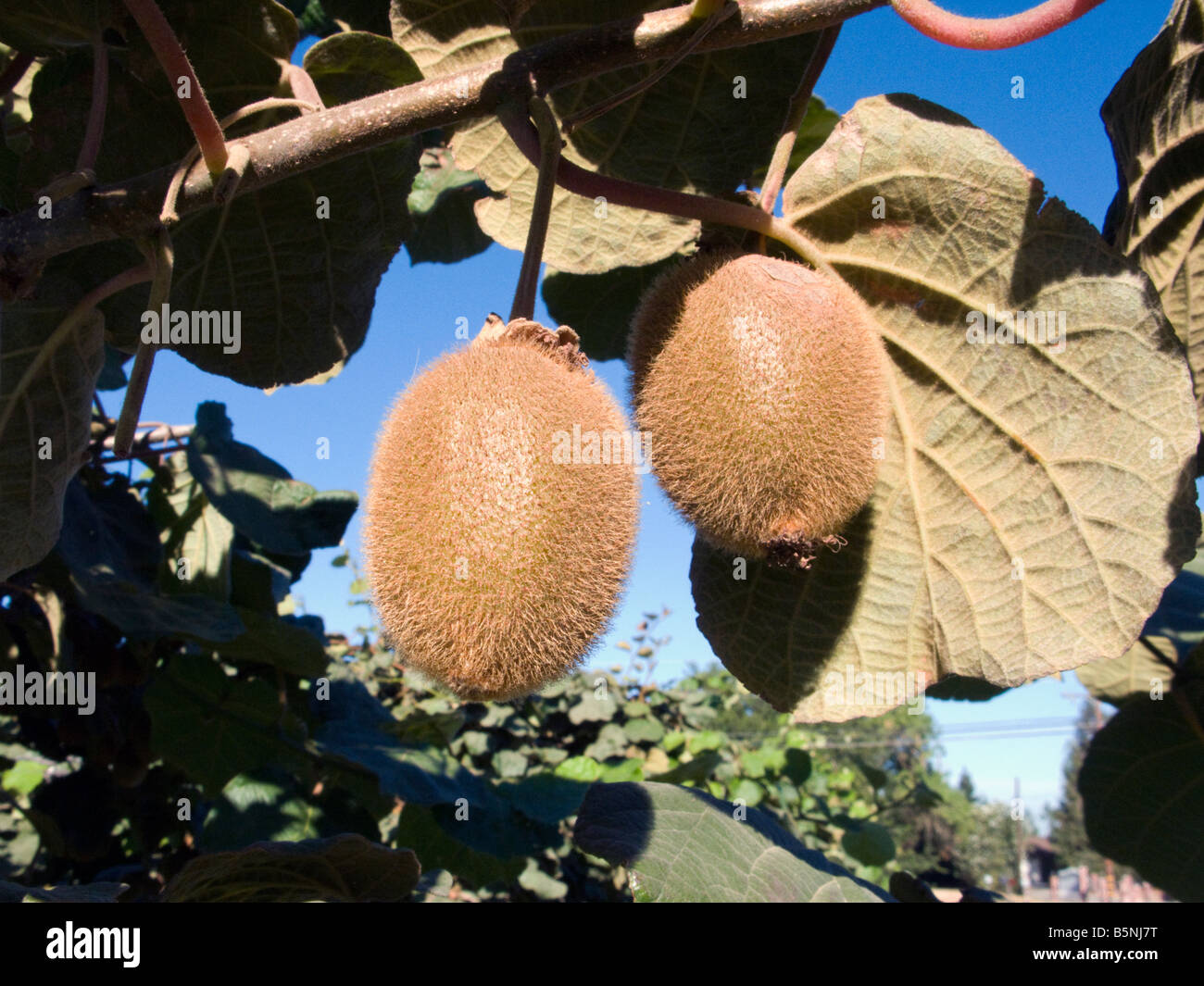 California kiwi Foto Stock