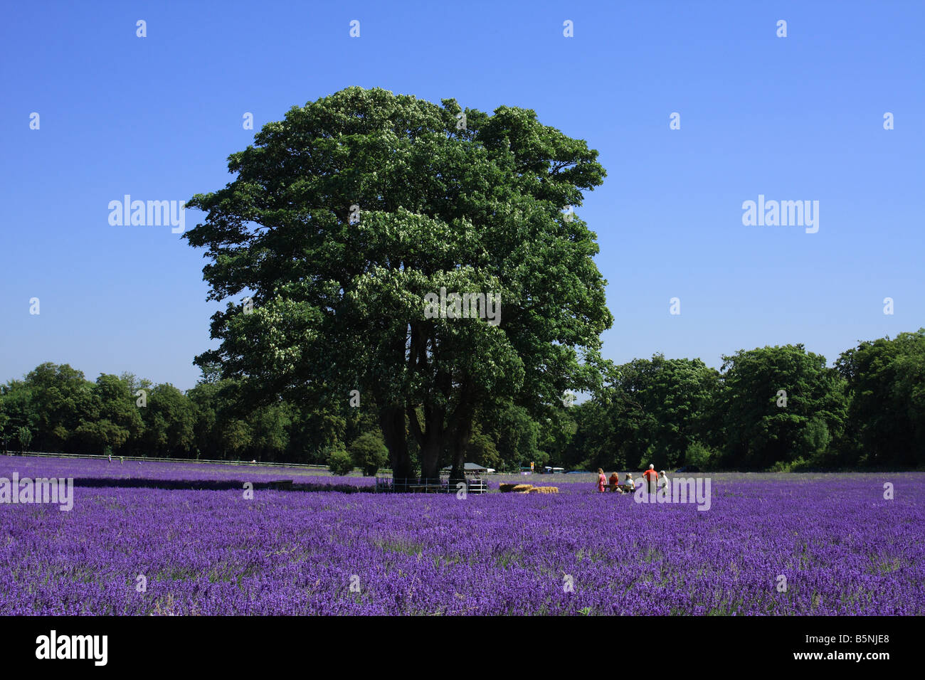 Albero di quercia in campo di lavanda, Mayfield Lavanda, Surrey, Inghilterra, Regno Unito. Foto Stock