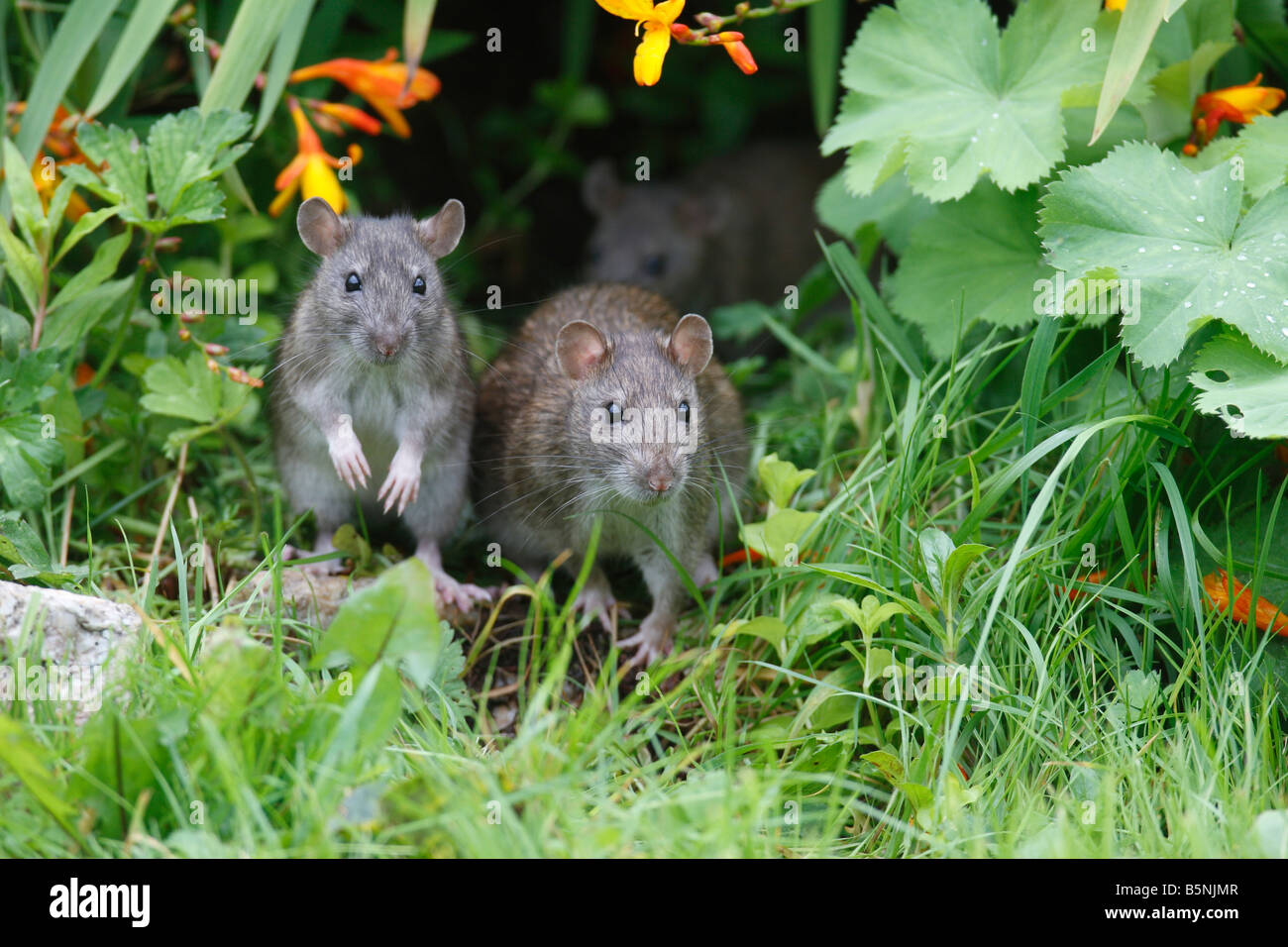 BROWN RAT Rattus norvegicus giovani provenienti al di fuori del confine di fiore VISTA FRONTALE Foto Stock