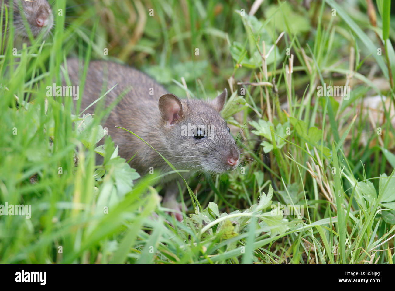 BROWN RAT Rattus norvegicus PROVENIENTE AL DI FUORI DEL CONFINE DI FIORE VISTA LATERALE Foto Stock