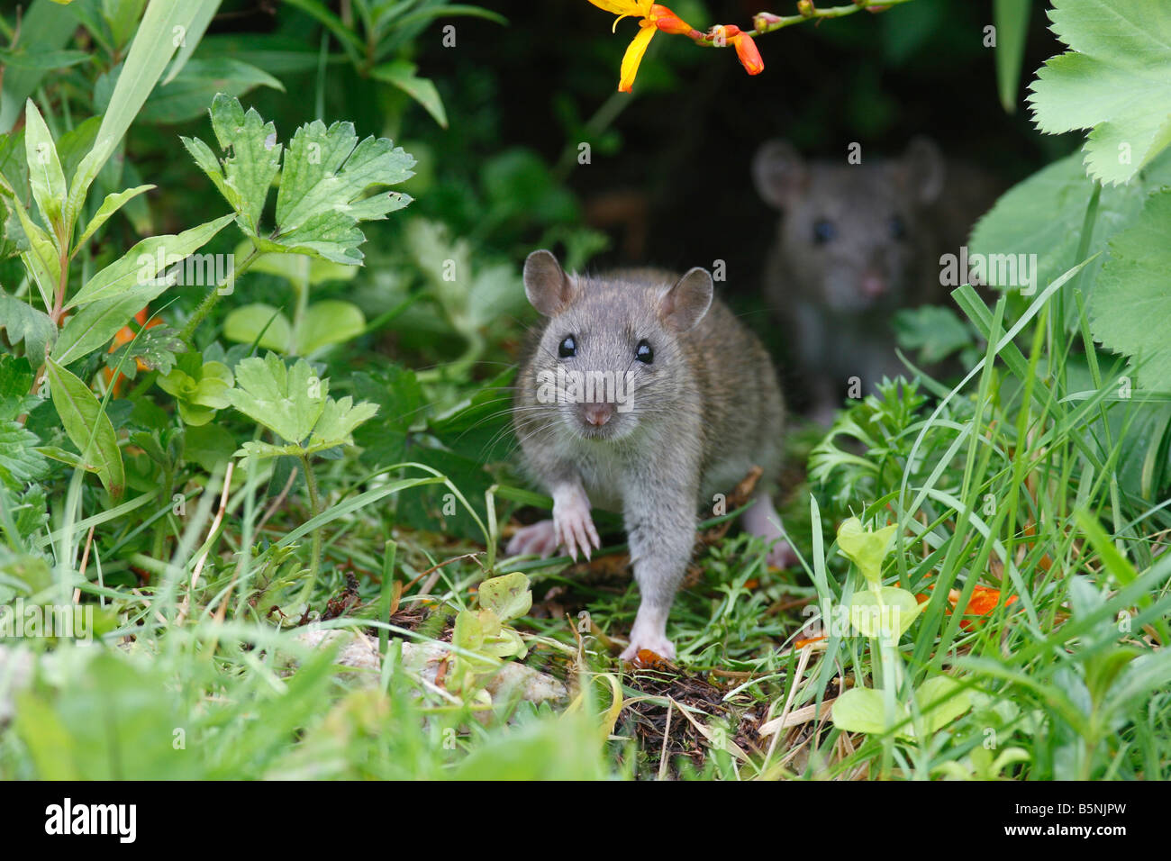 BROWN RAT Rattus norvegicus giovani provenienti al di fuori del confine di fiore VISTA FRONTALE Foto Stock