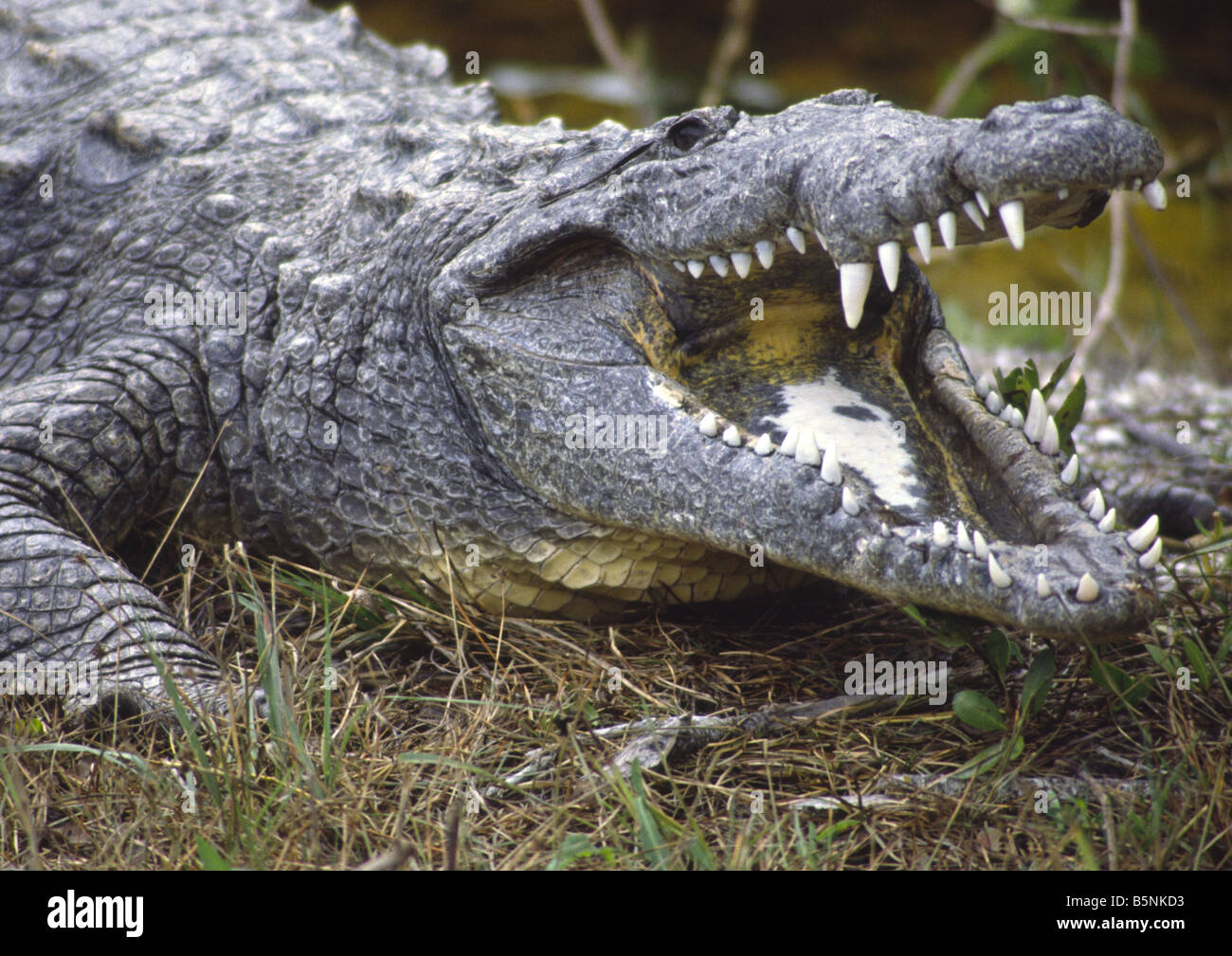 Un coccodrillo americano, Crocodylus acutus, con una bocca aperta nel ding darling Wildlife Refuge in Florida, Stati Uniti d'America Foto Stock