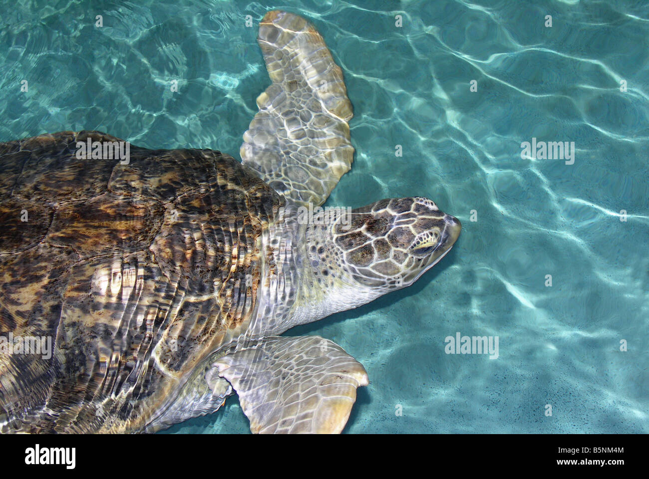 Tartaruga di mare Foto Stock