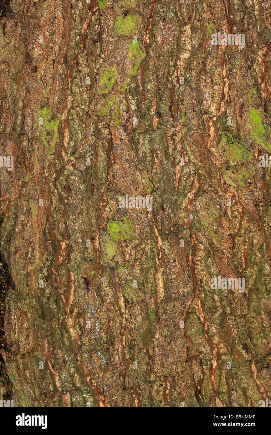 Leccio Quercus ilex vicino di corteccia su albero maturo Foto Stock