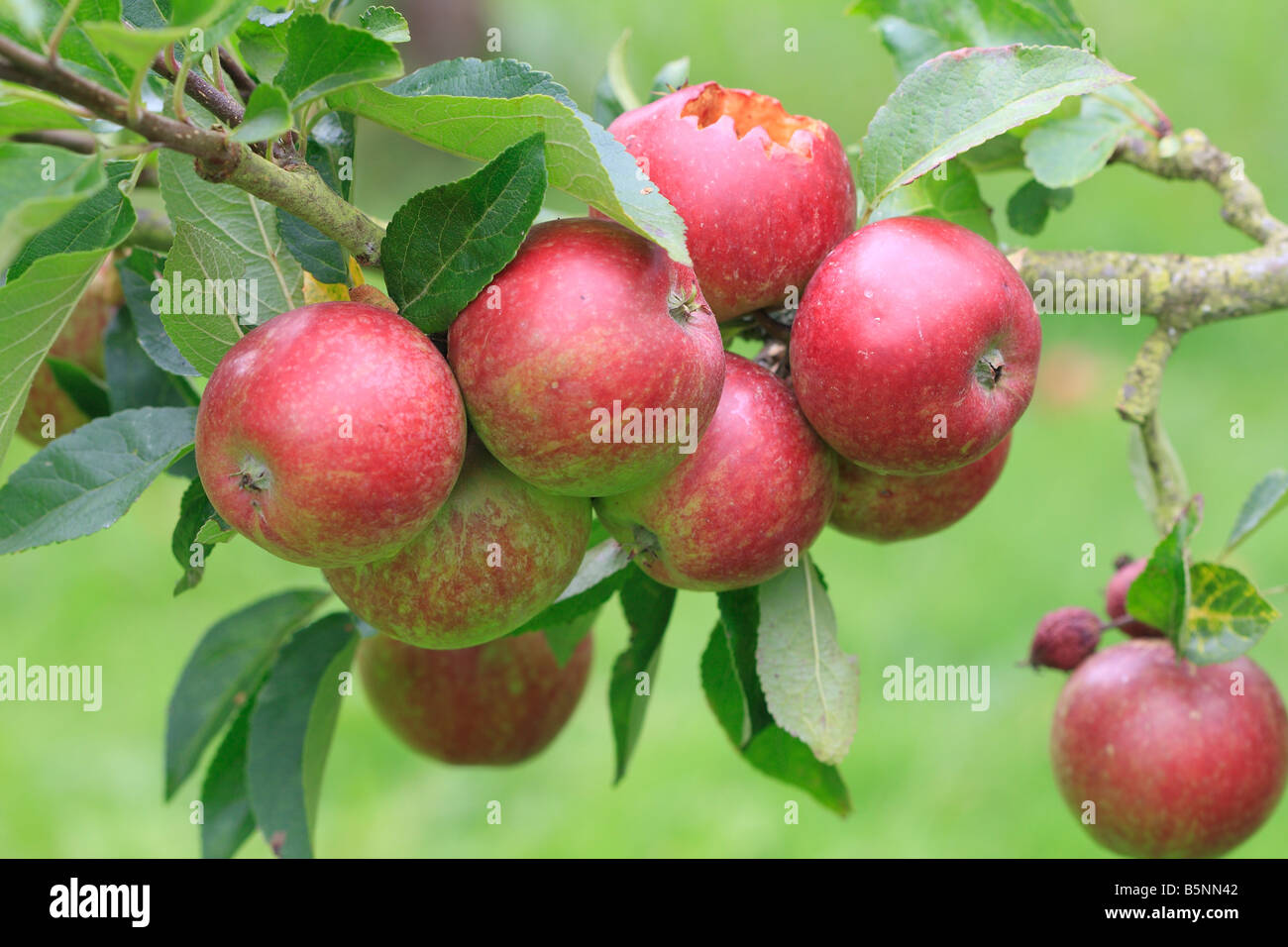 APPLE ELLISONS ORANGE frutti maturi con Bird e danno di insetto Foto Stock