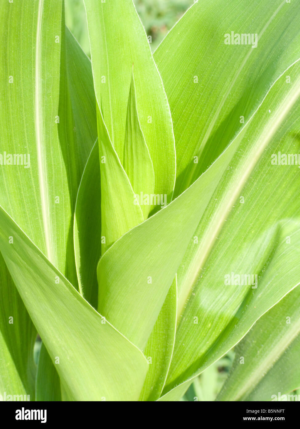 Mature agricola commerciale di piante di mais Foto Stock