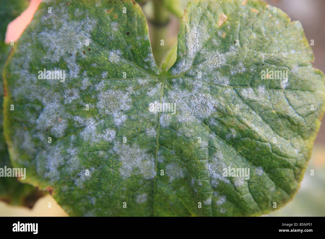 CURCURBIT OIDIO Erysiphe o Sphaerotheca sulla foglia di cetriolo Foto Stock