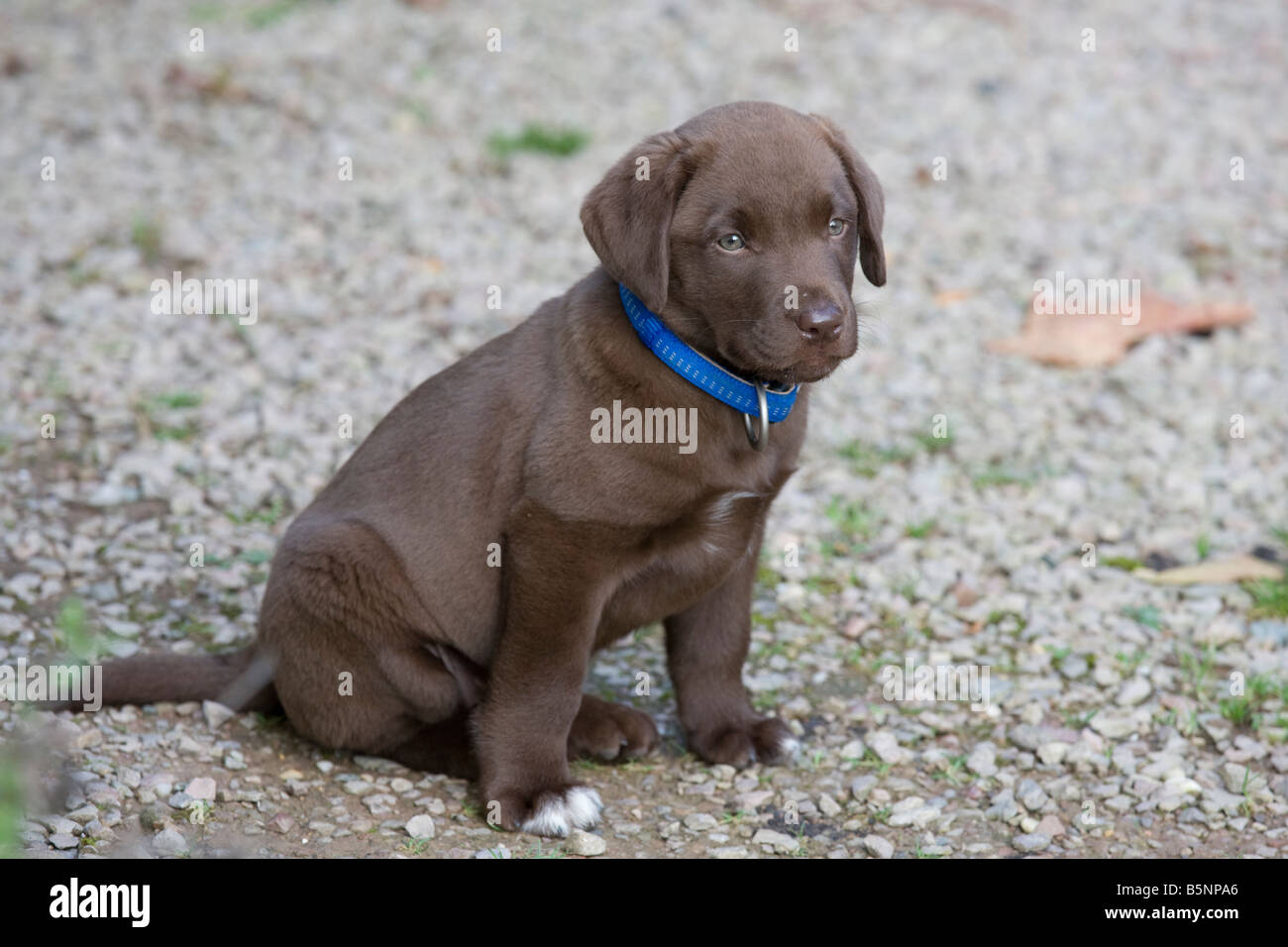 I giovani di color cioccolato labrador cucciolo Bewdley Worcs REGNO UNITO Foto Stock