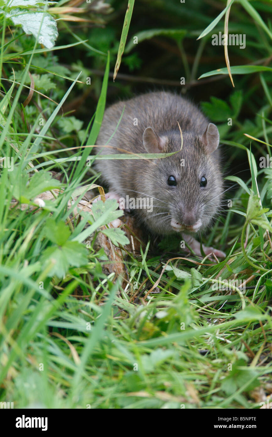 BROWN RAT Rattus norvegicus IN FIORE MANGIARE DI CONFINE VISTA FRONTALE Foto Stock