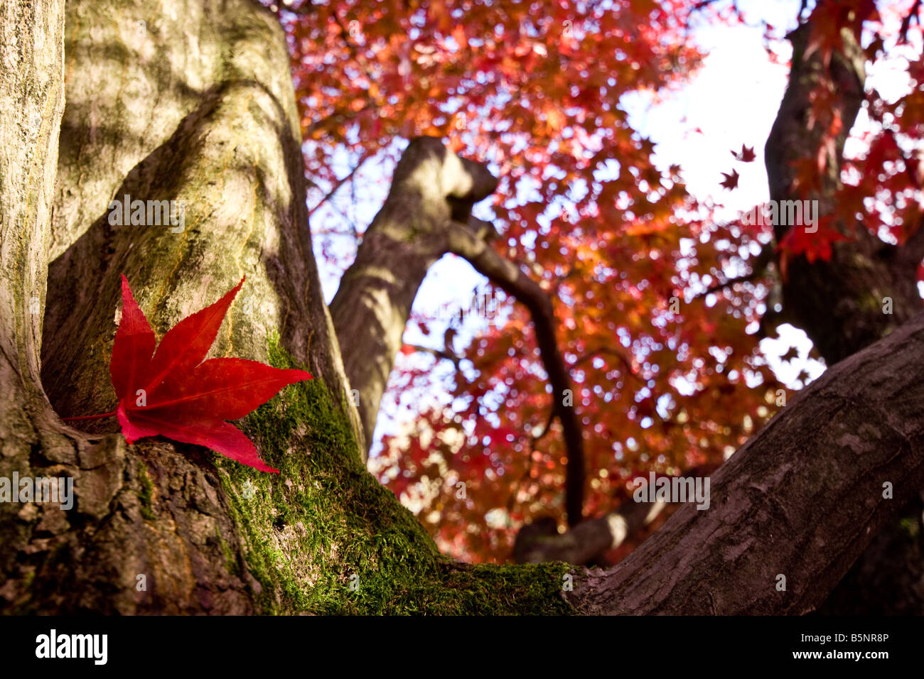 foglia rossa Foto Stock