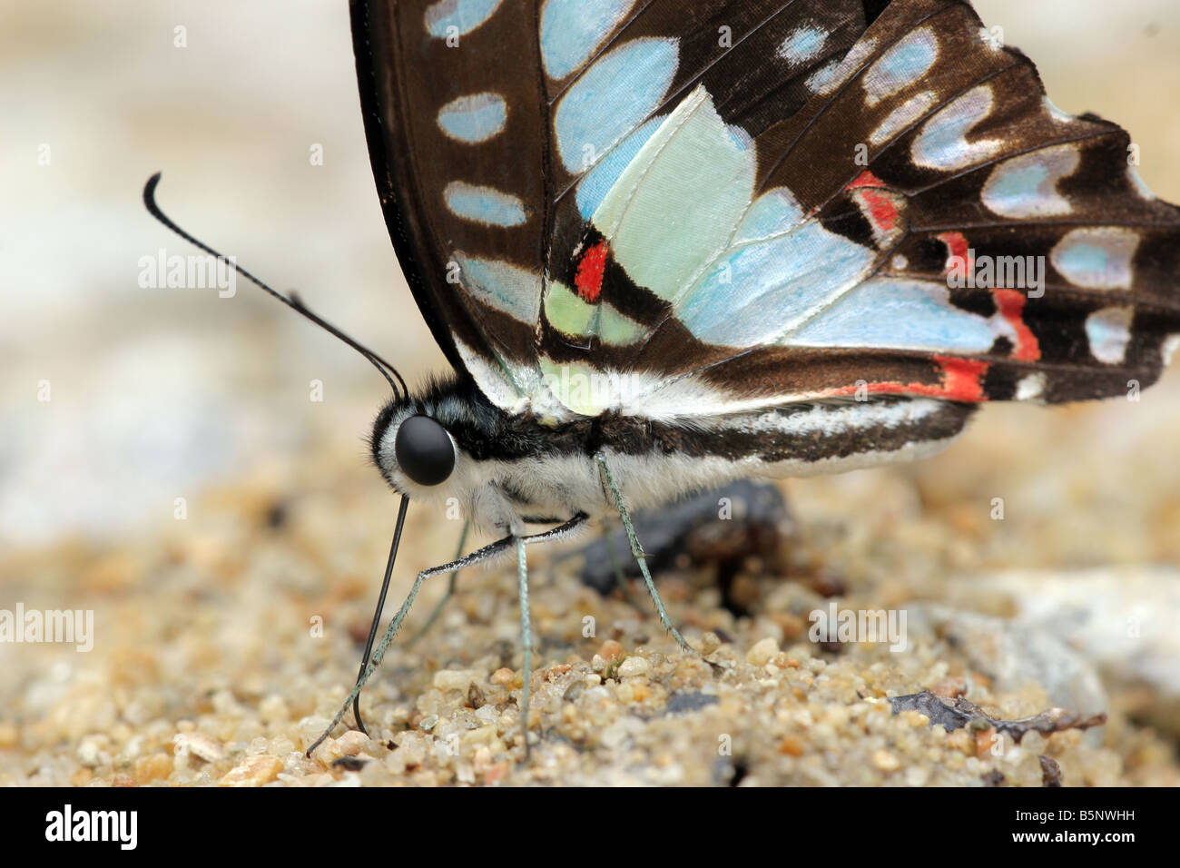 Comune di Jay butterfly (Graphium doson) sul suolo, Taman Negara national park, Malaysia Foto Stock