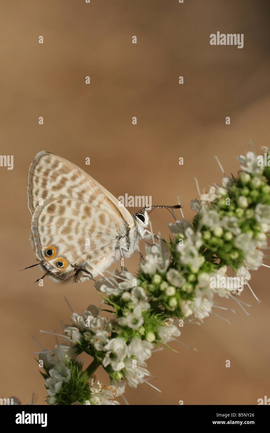 Peablue Lampides boeticus o lunga coda di Blue Butterfly shot in Israele Estate Agosto Foto Stock