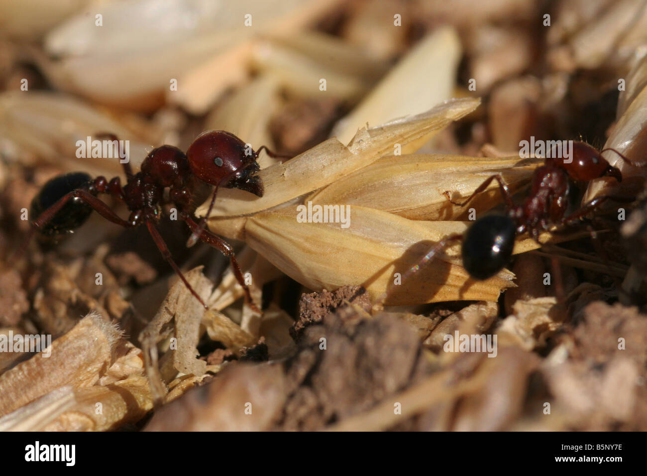 Chiudere il gruppo di formiche Foto Stock