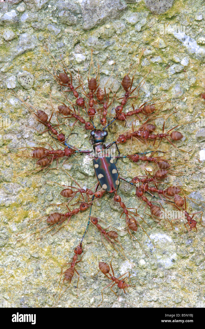 Un gruppo di formiche tessitore di coordinare i loro sforzi per applicare una forte presa di morte su un live Tiger Beetle. Foto Stock