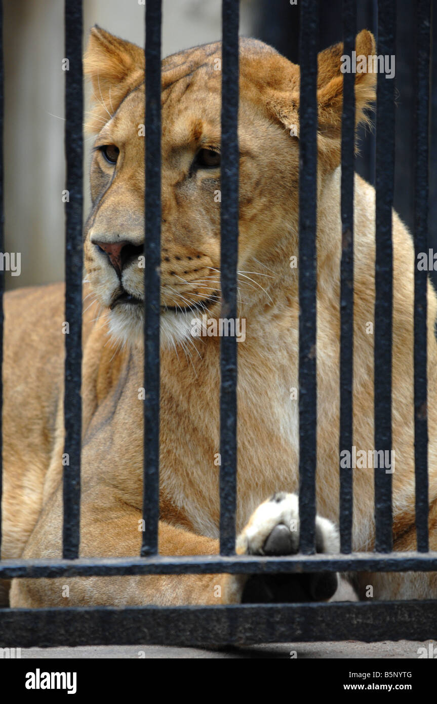 Lion in cattività Foto Stock