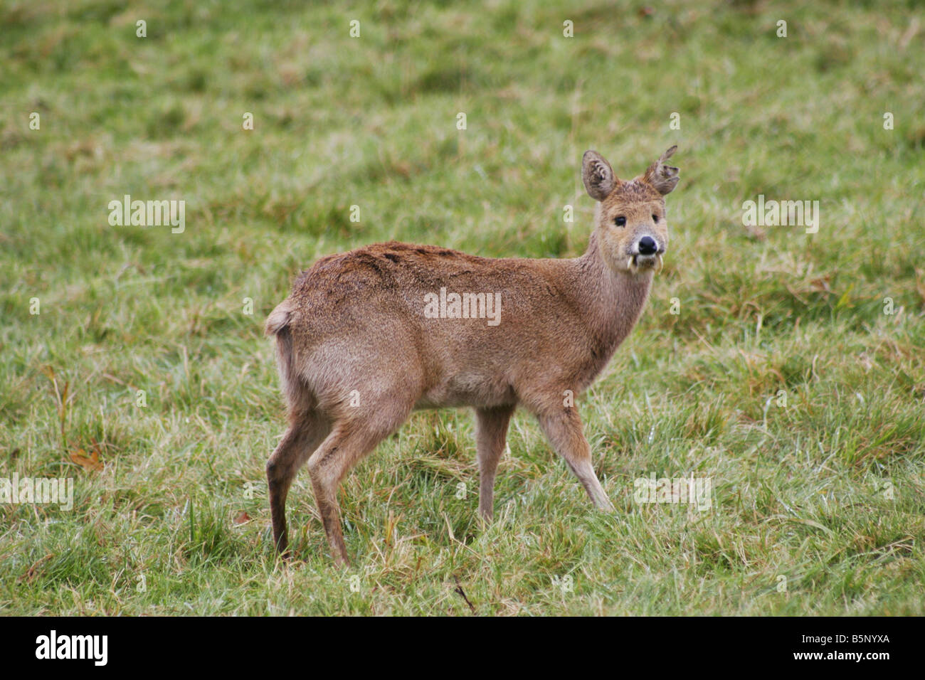 Acqua cinese Deer Hydropotes inermis brosmio Foto Stock