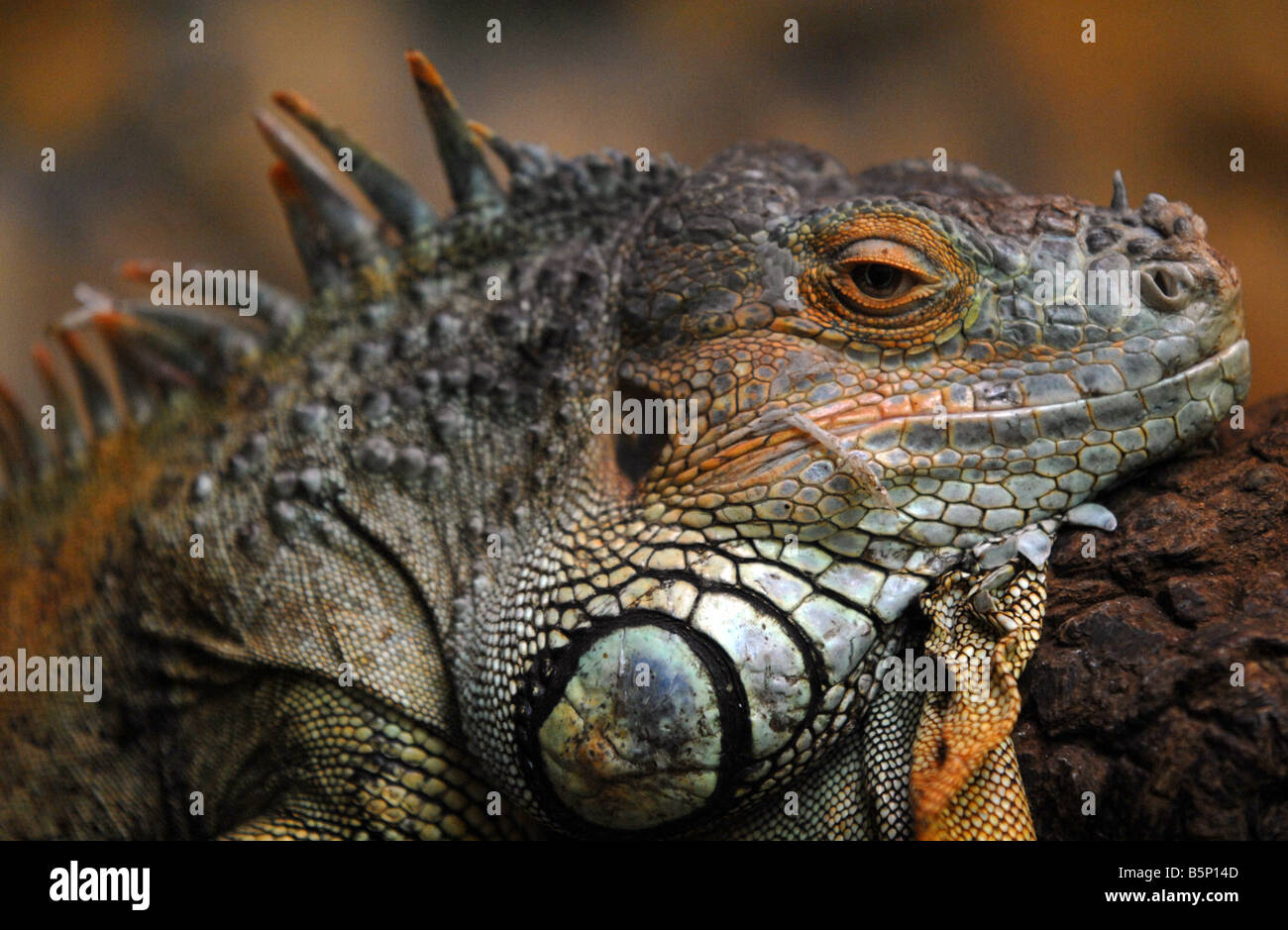 Verde "Iguana Iguana iguana" Foto Stock