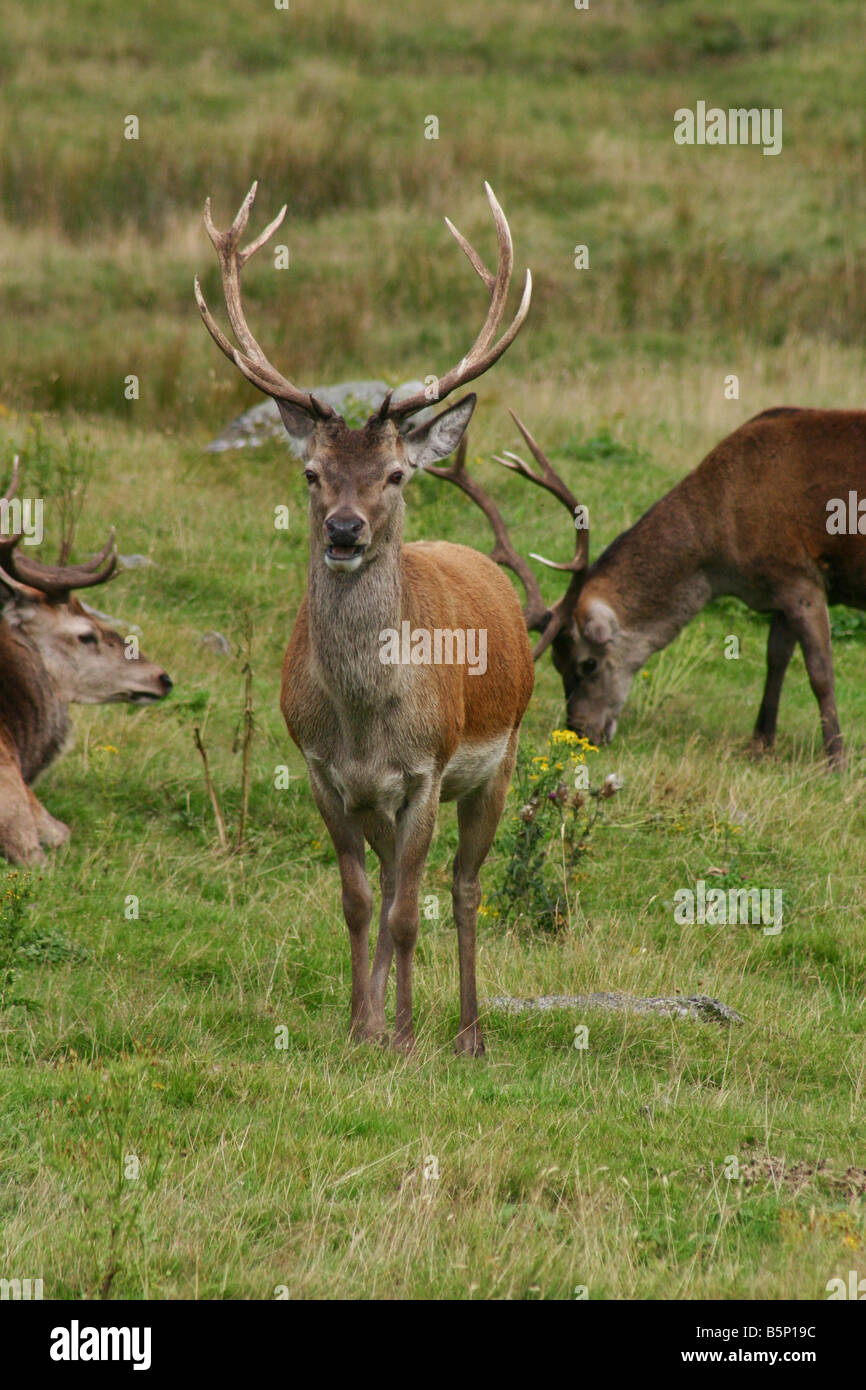 Red Deer stag, Cervus elaphus, in corna Foto Stock