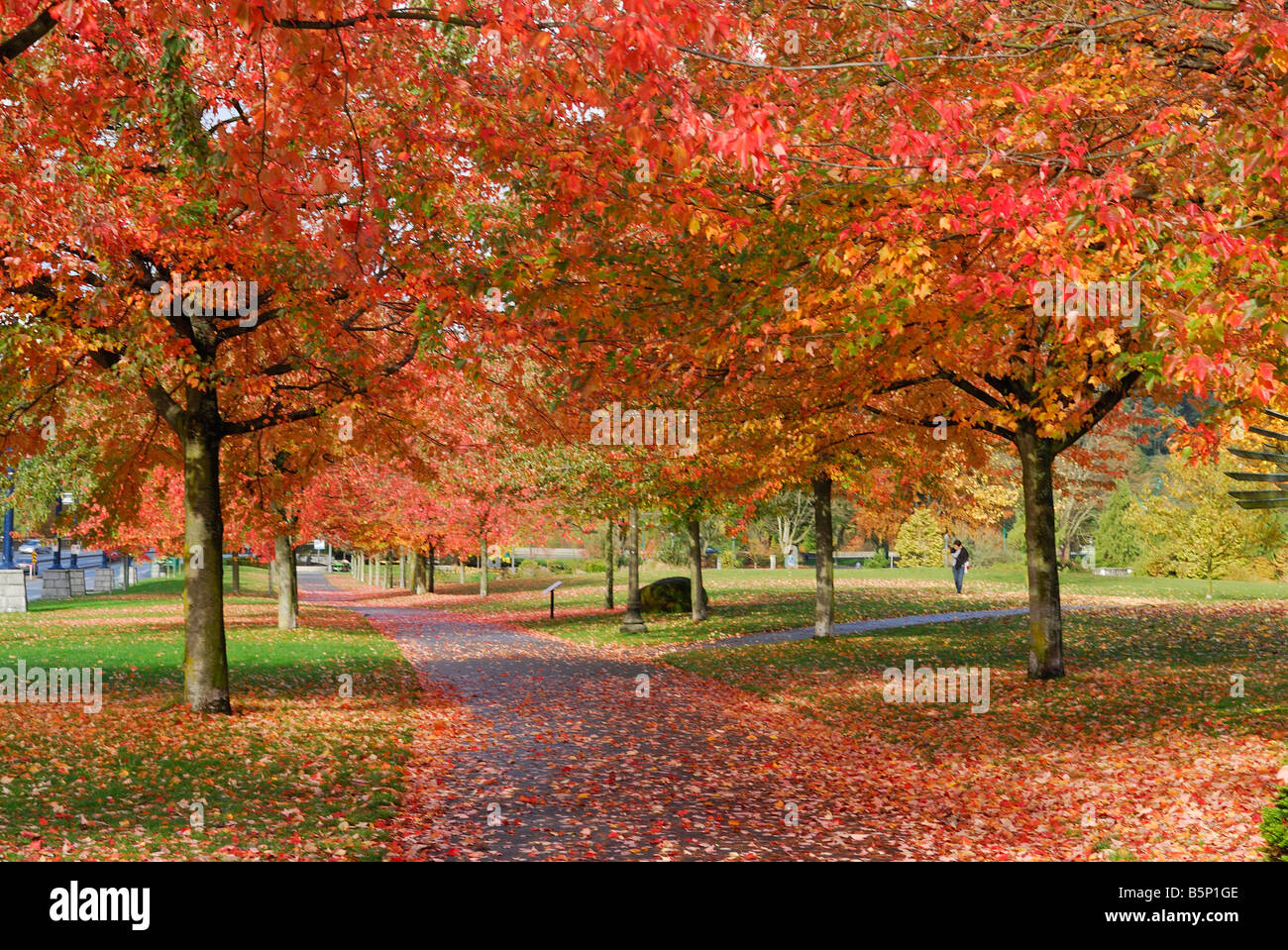 Autunno a Stanley Park downtown della British Columbia, Vancouver, Canada Foto Stock