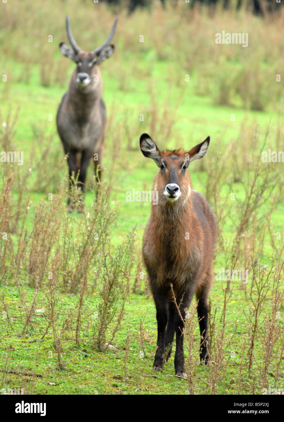 Antilope Waterbuck 'Kobus ellipsiprymnus defassa', maschio e femmina di antilope Waterbuck Foto Stock