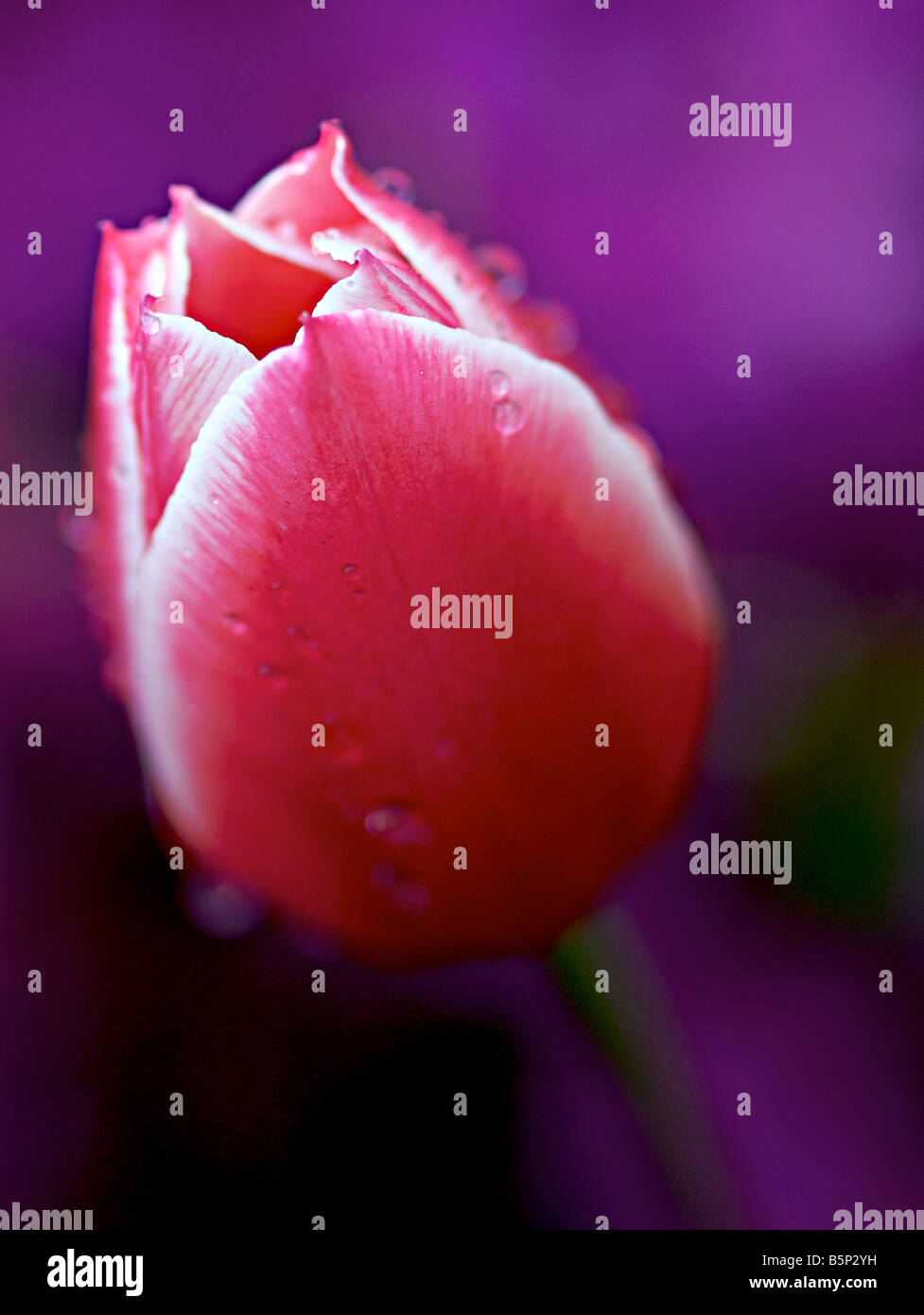 Il bianco e il rosso tulip closeup con una profondità di campo ridotta, le goccioline di acqua e uno sfondo viola Foto Stock