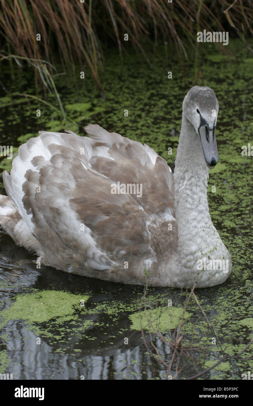 Cigno Cygnus olor cygnet su una coperta di erbacce stagno Foto Stock