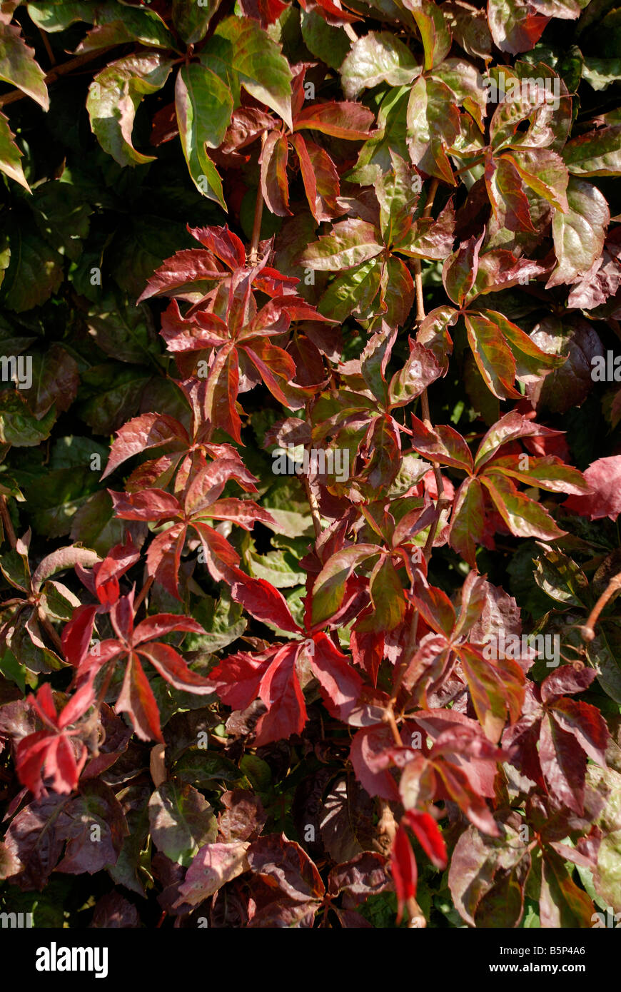 foglio di autunno Foto Stock