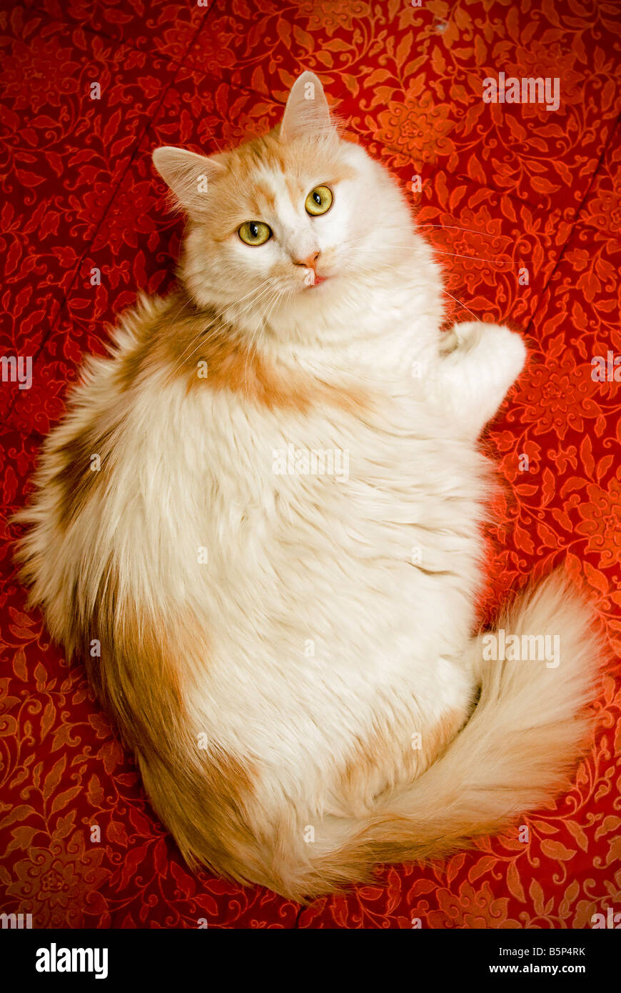 Gatto Bianco sul tessuto rosso Foto Stock