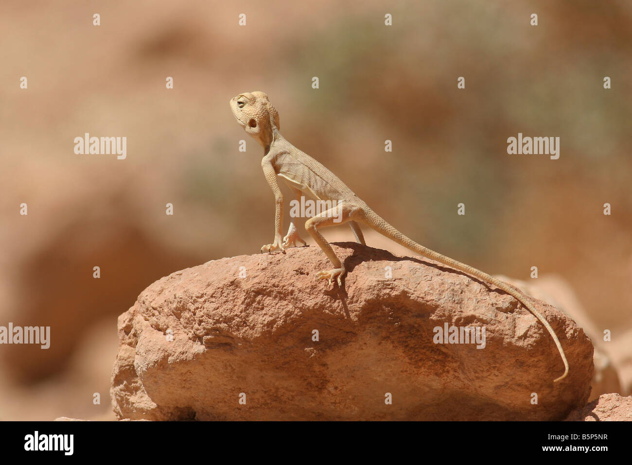 Israele Agama sinaita Sinai Agama crogiolarvi al sole su una roccia Foto Stock