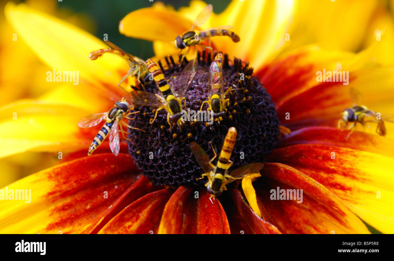 Una piccola ape sul fiore giallo Foto Stock