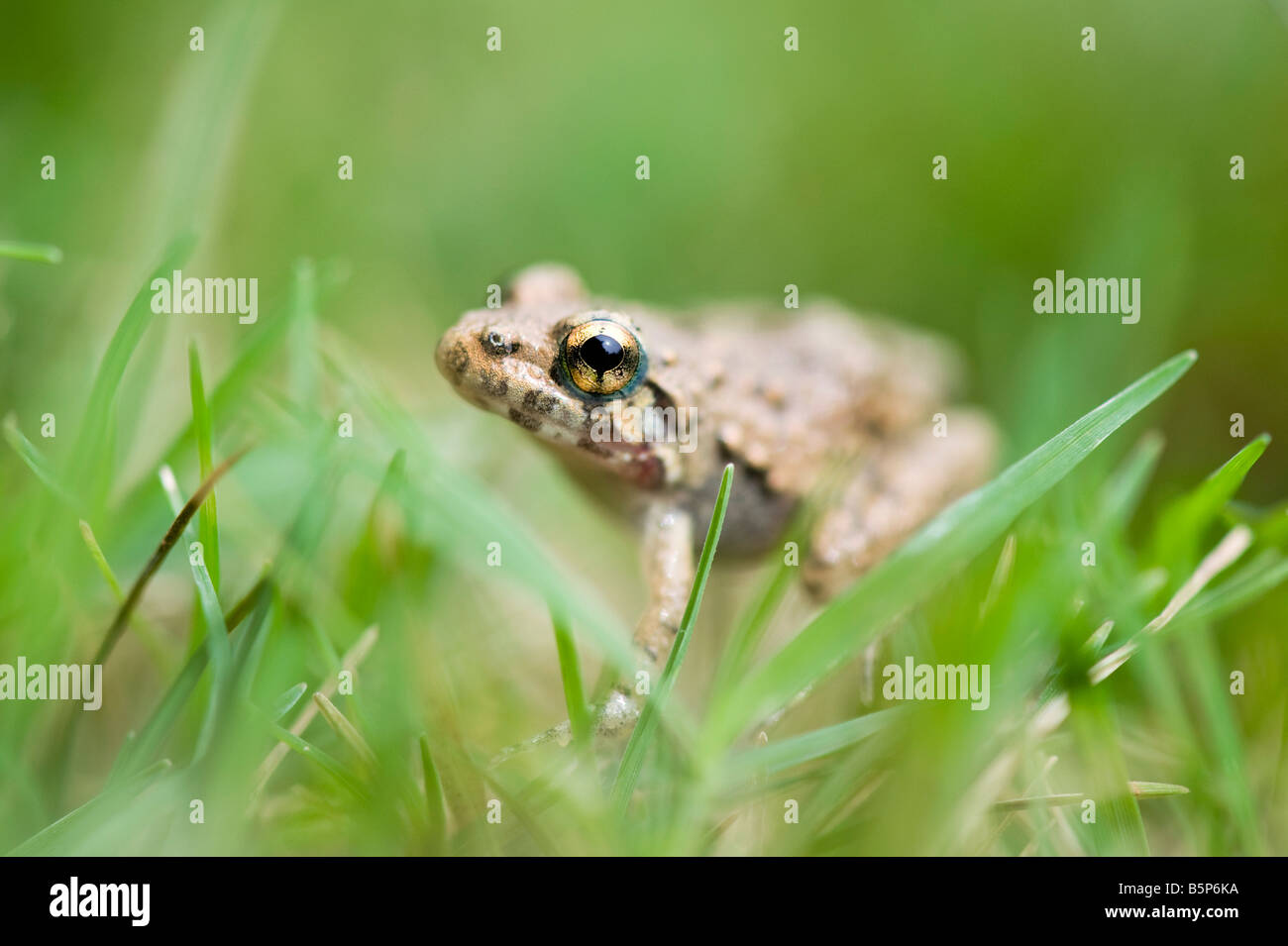 Piccolo indiano occhio golden frog nell'erba. India Foto Stock