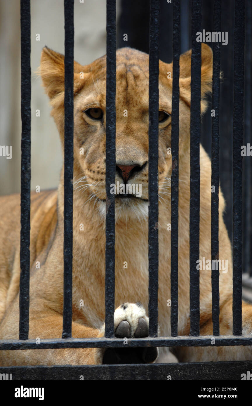 Lion in cattività Foto Stock