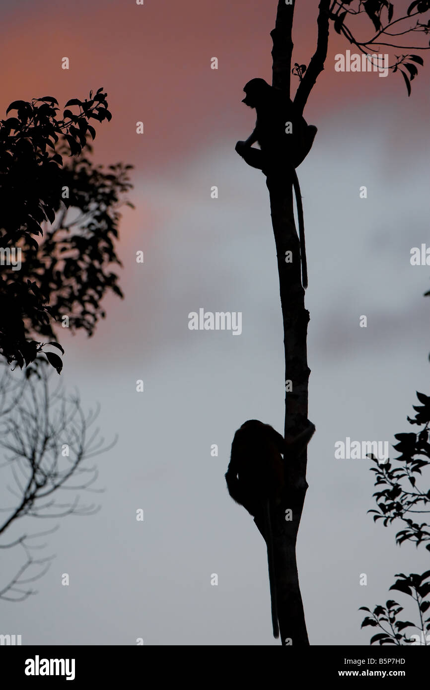 Silhouette di un paio di proboscide scimmie in un albero ammirando il tramonto sul fiume Sekonyer in Tanjung messa NP, Borneo Foto Stock