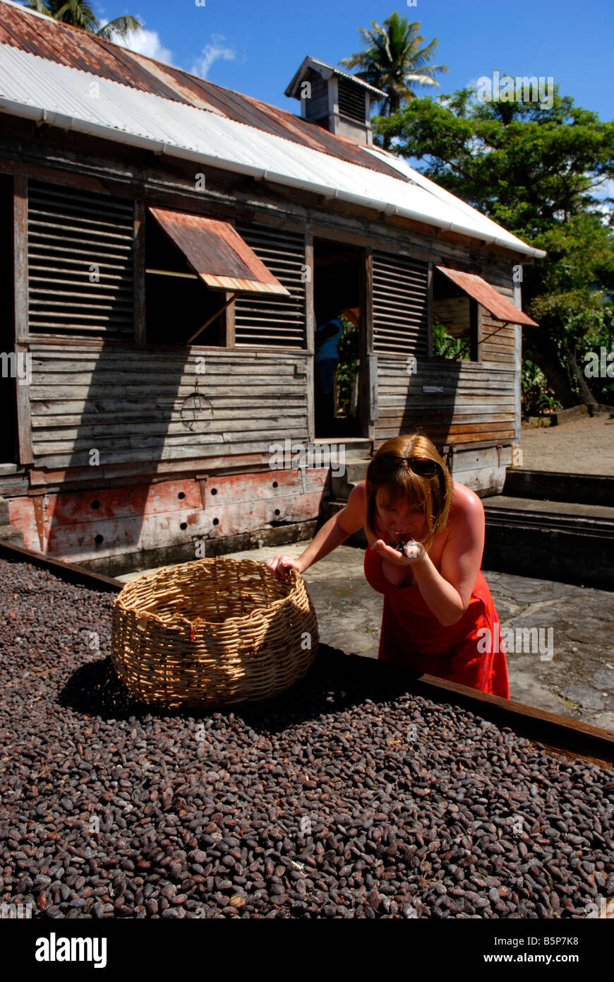 Chicchi di cioccolato di essiccamento a una vecchia piantagione sito, Grenada, 'West Indies' Foto Stock