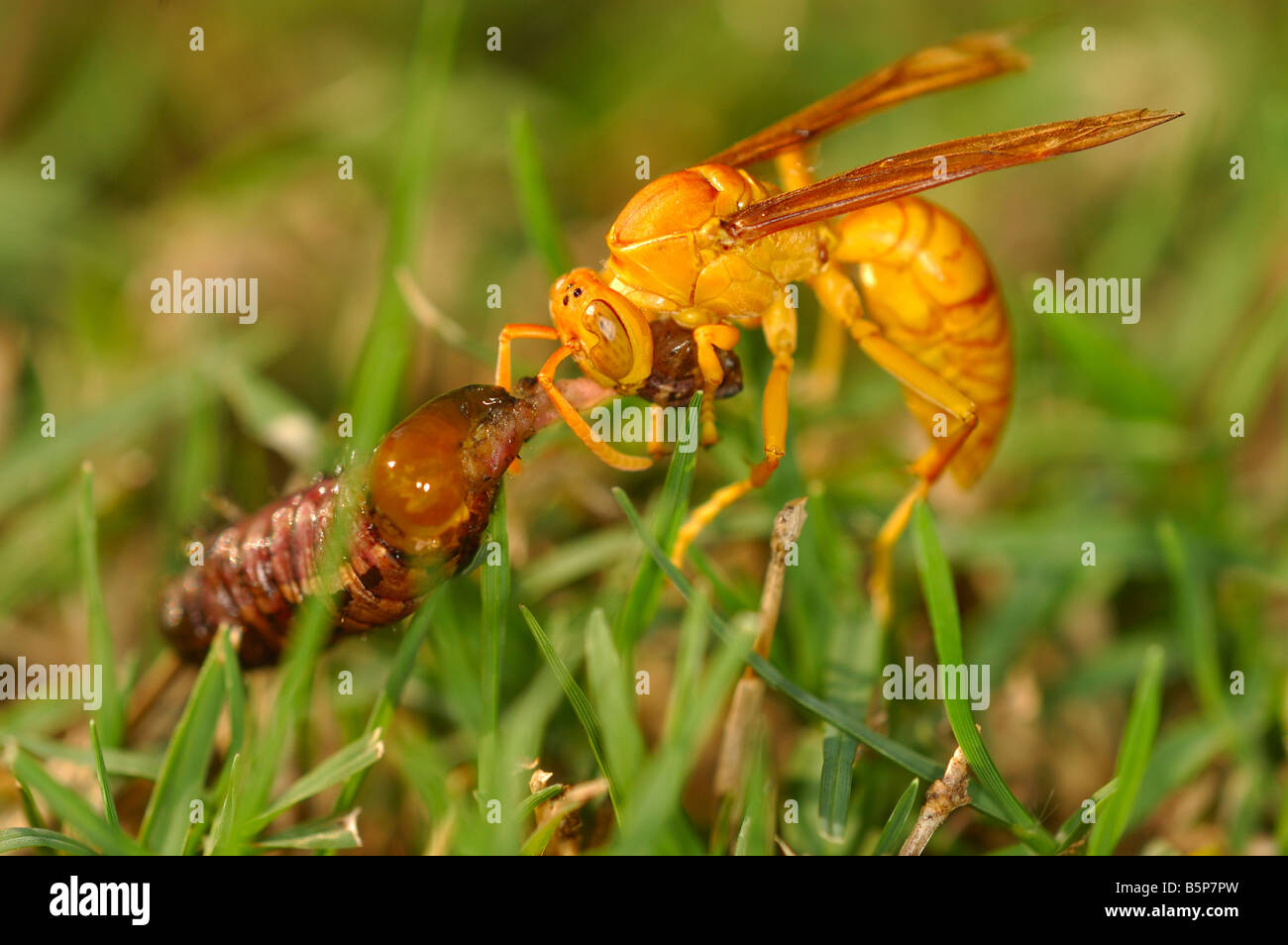 Wasp sociale con la preda Polistinae Sultanato di Oman Foto Stock