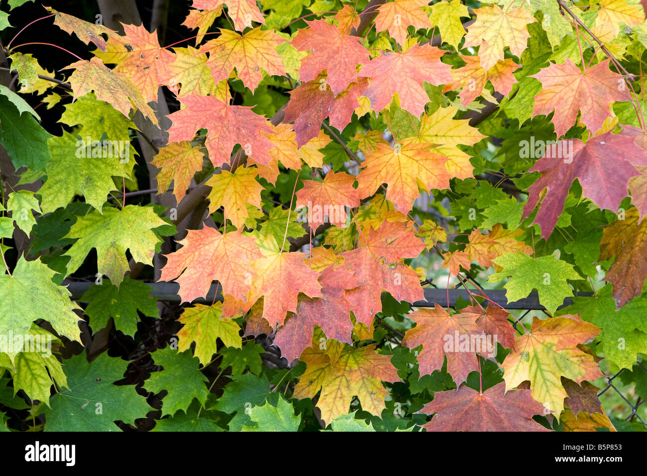 Foglie di autunno. Foto Stock