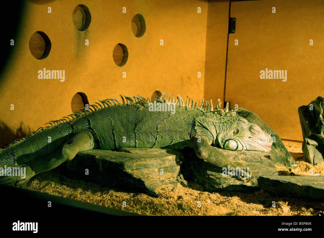 Iguana verde con spine rotto e scale (lucertola) in reptilium dormire su un log sotto illuminazione speciale. Foto Stock