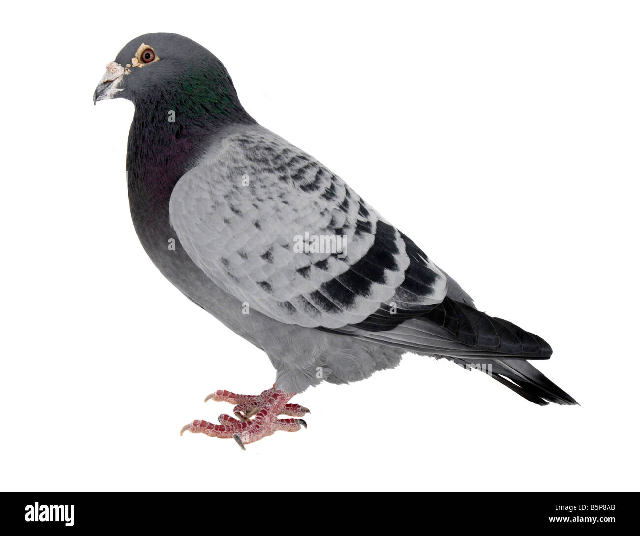 Piccione Foto Stock