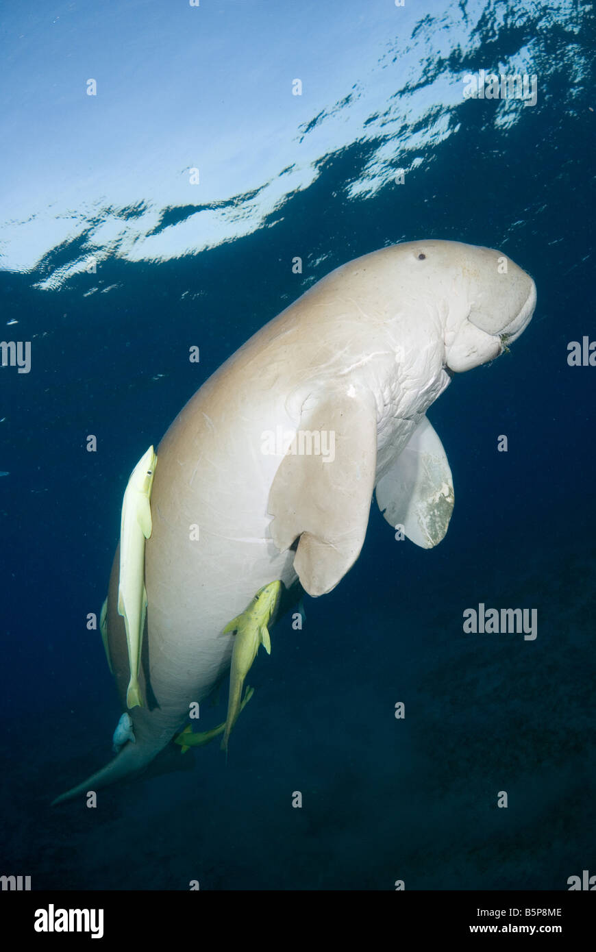 Dugongo mucche di mare nuotando in superficie a respirare Gnathanodon speciosus Egitto Mar Rosso Oceano Indiano Foto Stock