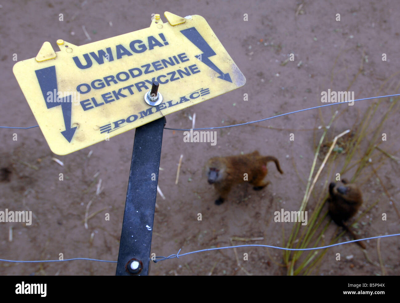 Recinzioni elettriche segno di avvertimento su un contenitore di babbuino Foto Stock