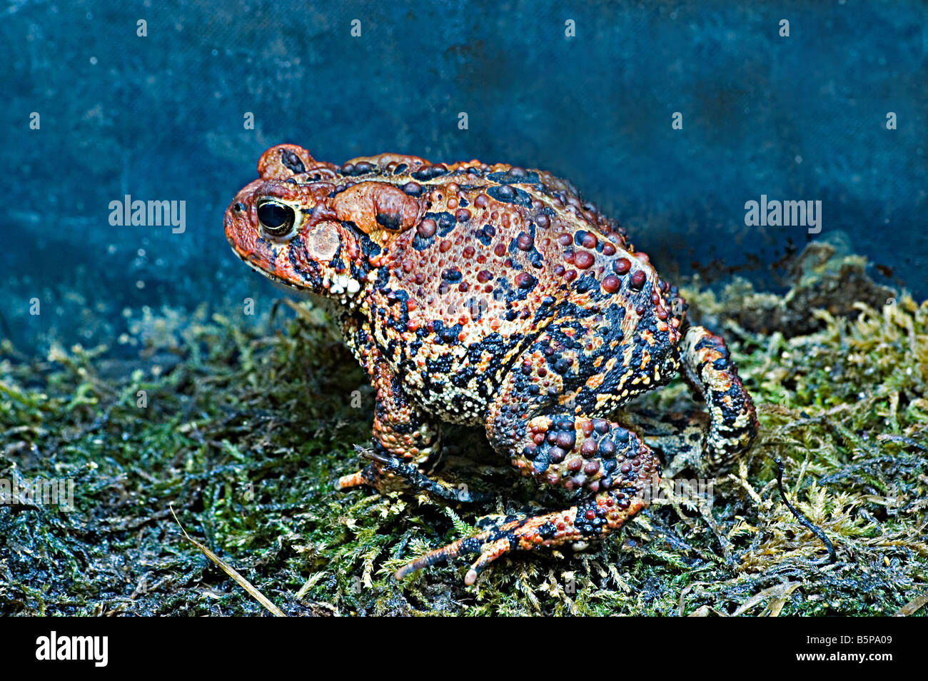 Rospo americano Foto Stock