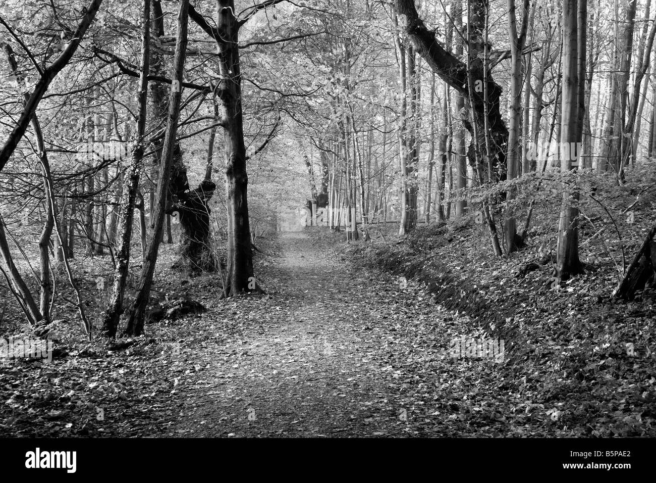 Un autunno a piedi attraverso il National Trust 'Sheringham Country Park' nord di Norfolk, Regno Unito Foto Stock