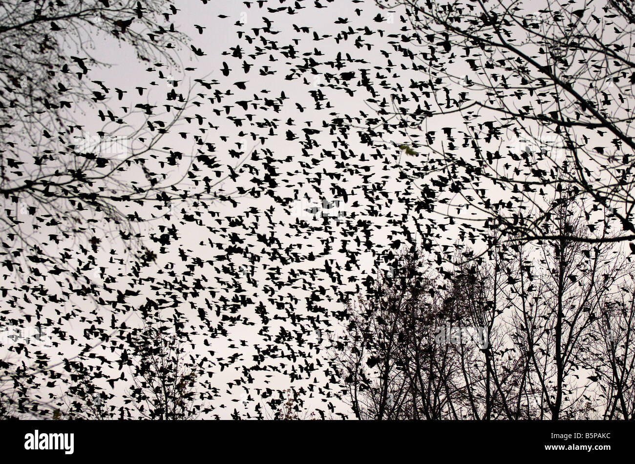 Un gregge di comune grackles. Foto Stock