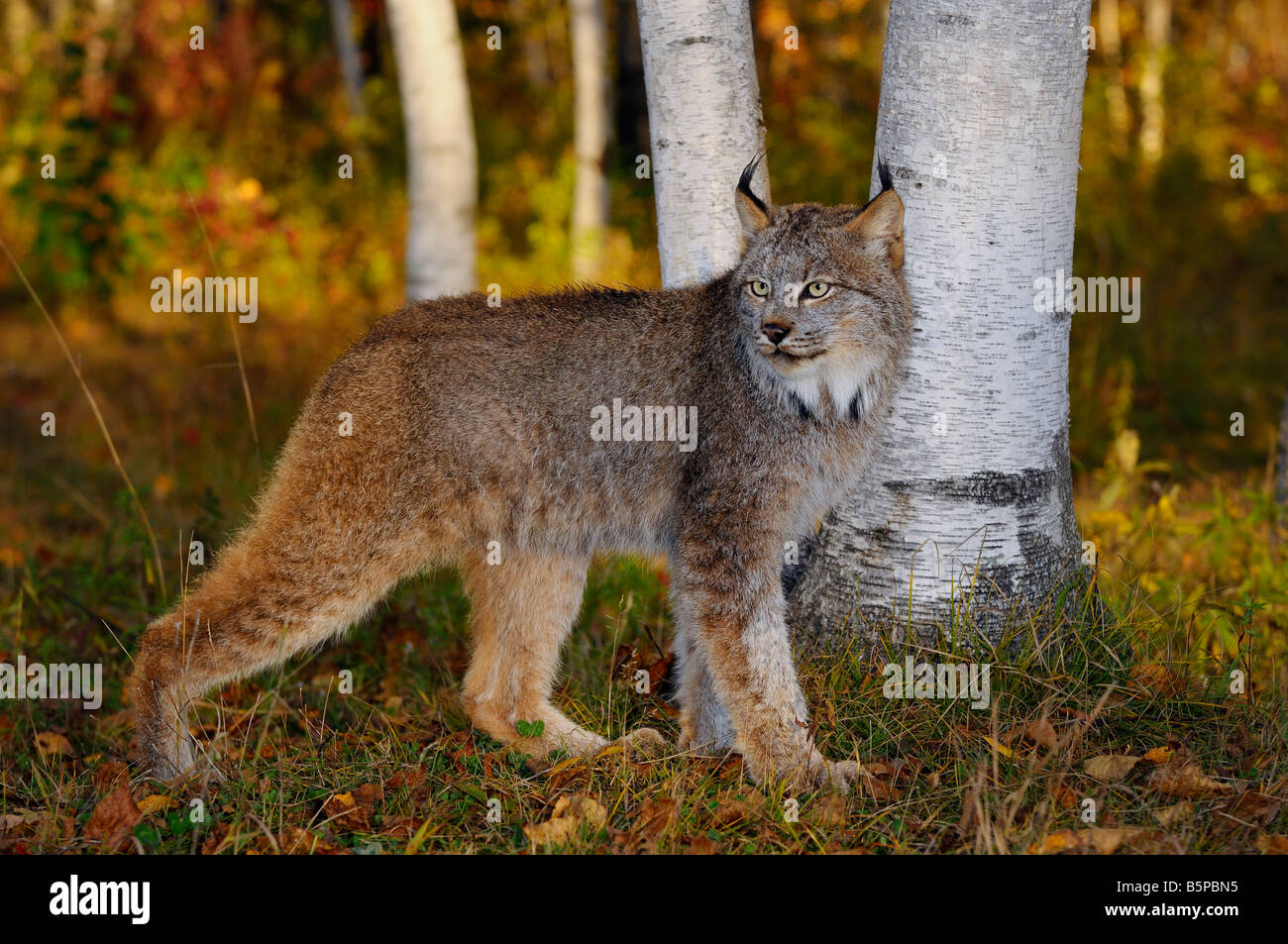 Canadian Lynx guardando per in preda all'ombra di alberi di betulla in un colorato autunno foresta a sunrise Foto Stock