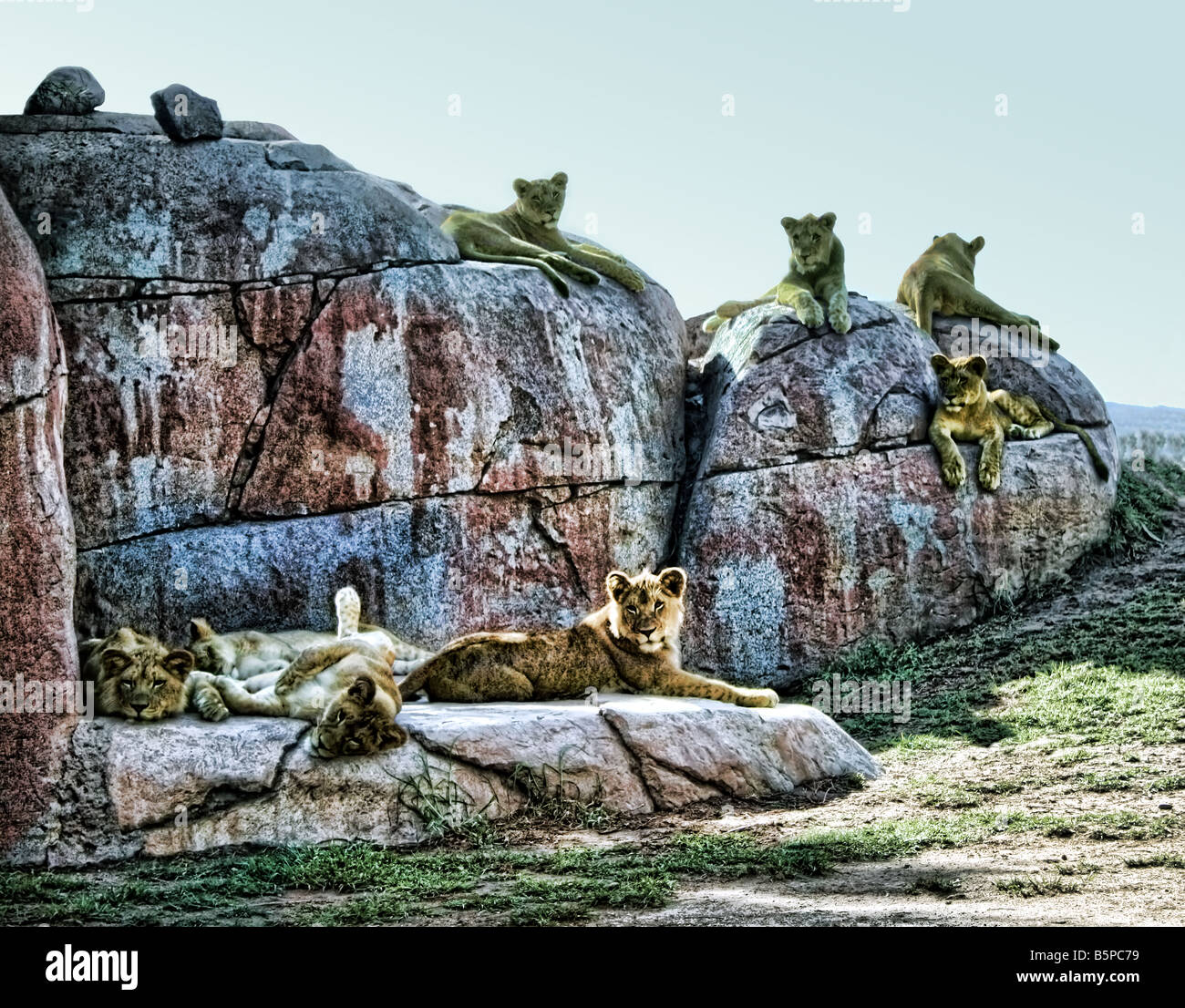 Questi cuccioli di Lion si trova nel centro di San Diego al parco degli animali selvatici. Di recente hanno celebrato il loro primo compleanno. Immagine migliorata. Foto Stock
