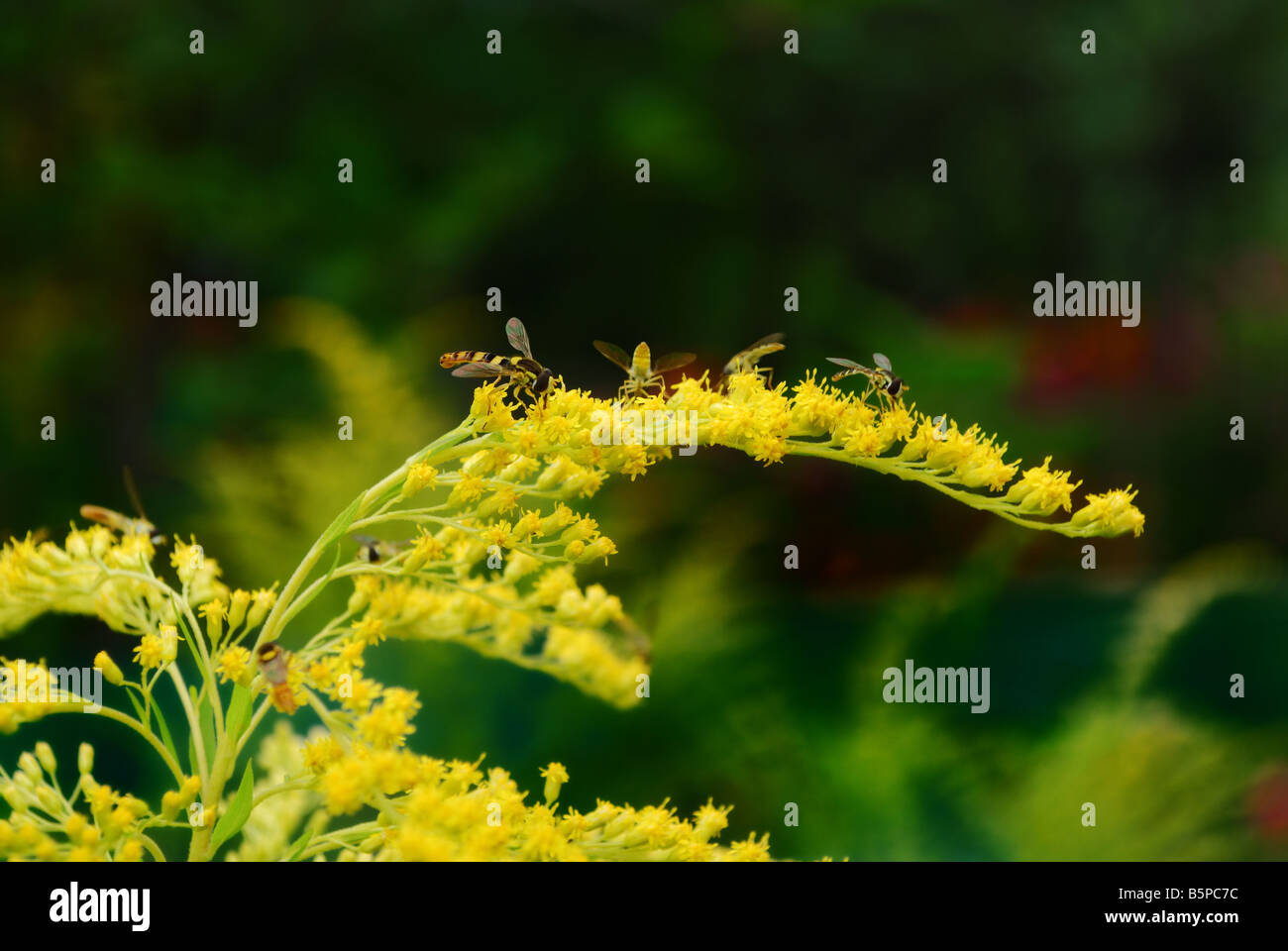 Una piccola ape sul fiore giallo Foto Stock